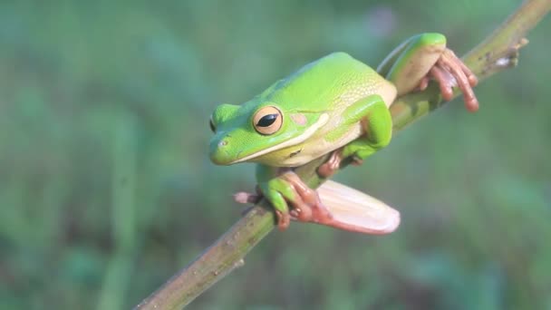 개구리가 나뭇가지에 야생에서 나무를 치우는 개구리 — 비디오