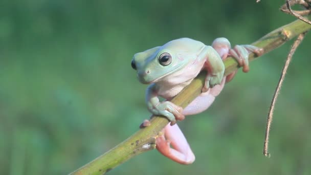 Video Tree Frogs Branches Tree Dumpy Frogs Wild — Stock Video