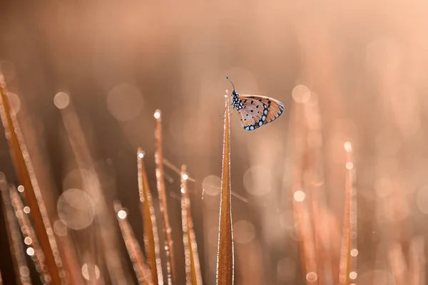 Vlinder Bloem Vlinder Lieveheersbeestje Insect Wilde Natuur Natuur Macro Indonesië — Stockfoto