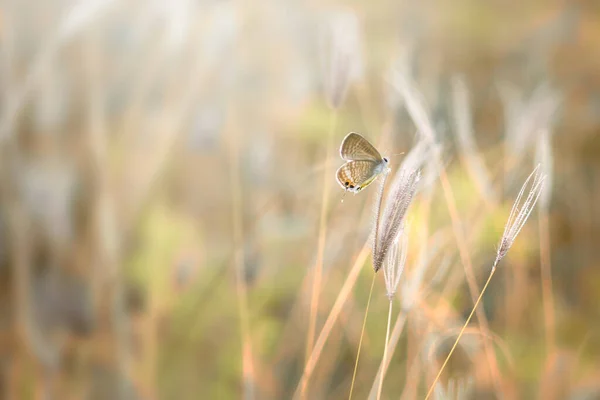 Vlinder Bloem Vlinder Lieveheersbeestje Insect Wilde Natuur Natuur Macro Indonesië — Stockfoto