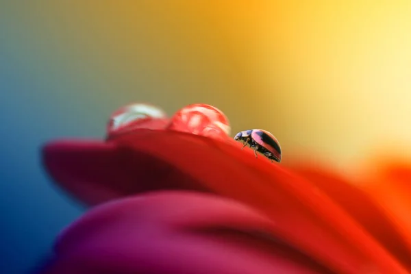 Schmetterling Auf Blume Schmetterling Marienkäfer Insekt Wilde Natur Natur Makro — Stockfoto