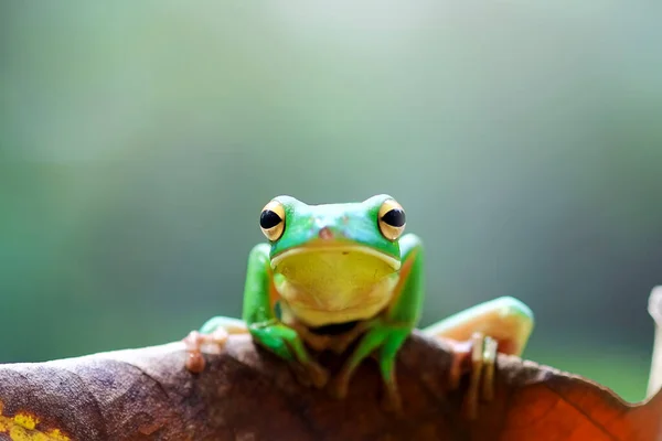 Sapo Despejado Sapo Árvore Verde Ramo Árvore — Fotografia de Stock