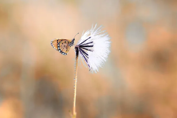 蝴蝶On Flower Butterfly Ladybug Insect Wild Nature Nature Macro Indone — 图库照片