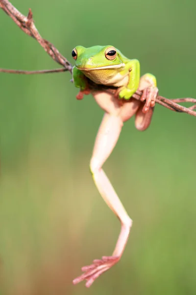 Rana Volcada Rana Verde Una Rama Árbol — Foto de Stock