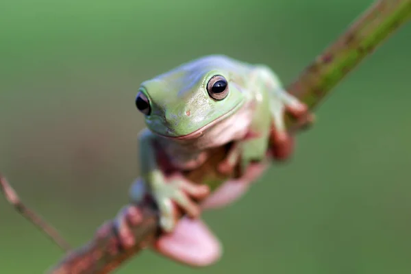 Rana Volcada Rana Verde Una Rama Árbol — Foto de Stock