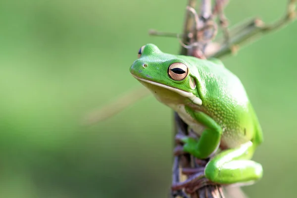 Sapo Despejado Sapo Árvore Verde Ramo Árvore — Fotografia de Stock