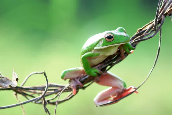 ツリーの枝に緑のカエルがいます — ストック写真