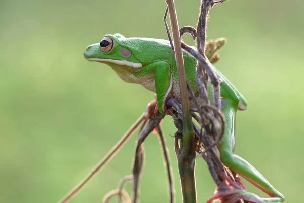 Dumpy Frog Green Tree Frog Tree Branch — Stock Photo, Image