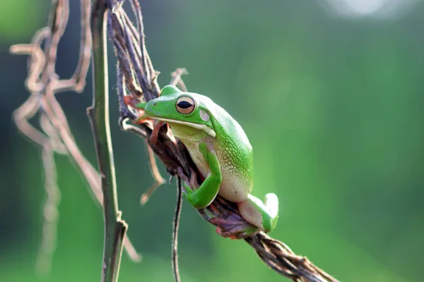 ツリーの枝に緑のカエルがいます — ストック写真