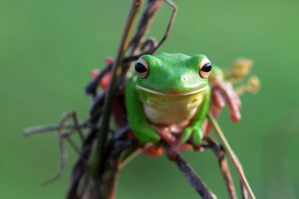 Rana Volcada Rana Verde Una Rama Árbol — Foto de Stock