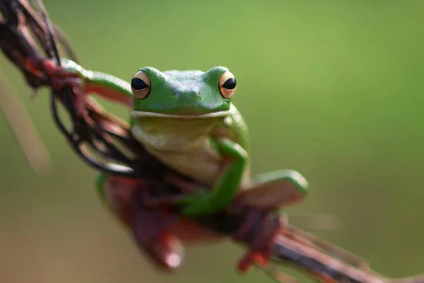 Dumpy Frog Green Tree Frog Tree Branch — Stock Photo, Image