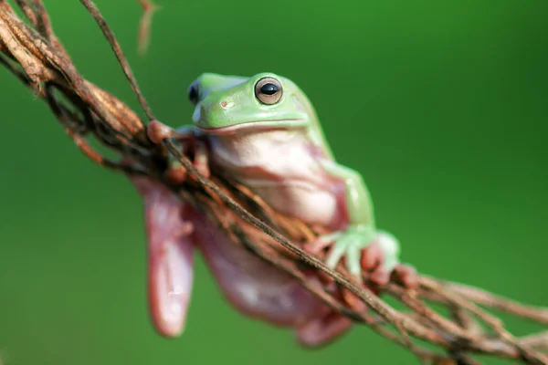 Dumpy Kikker Groene Boom Kikker Een Boom Tak — Stockfoto