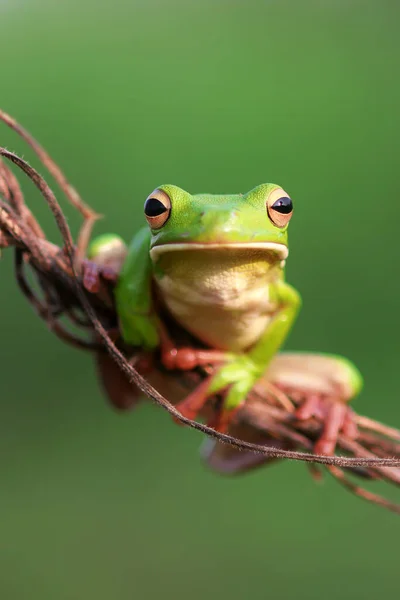 Rana Volcada Rana Verde Una Rama Árbol — Foto de Stock