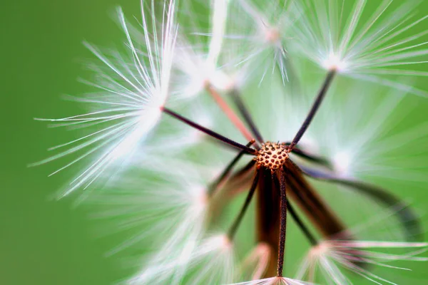 蝴蝶On Flower Butterfly Insect Wild Nature Nature Macro Indosia — 图库照片