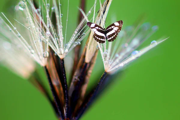 Vlinder Bloem Vlinder Insect Wilde Natuur Natuur Macro Indonesië — Stockfoto