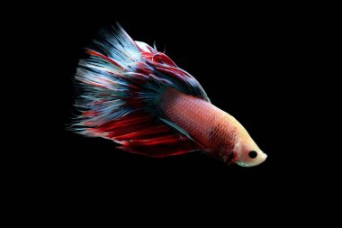 Renkli Beta balığı, Siyam dövüşen balığı kara arka planda izole edilmiş.