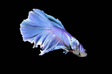 Renkli Beta balığı, Siyam dövüşen balığı kara arka planda izole edilmiş.