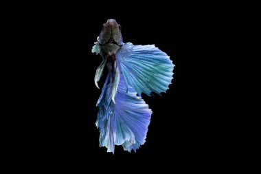 Renkli Beta balığı, Siyam dövüşen balığı kara arka planda izole edilmiş.