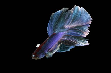 Renkli Beta balığı, Siyam dövüşen balığı kara arka planda izole edilmiş.
