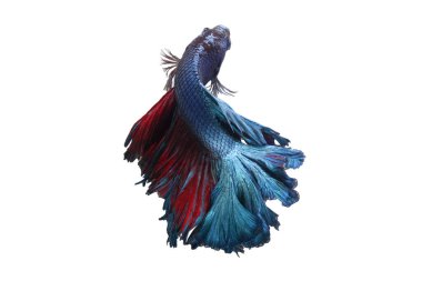 Renkli Beta balığı, Siyam dövüşen balığı kara arka planda izole edilmiş.