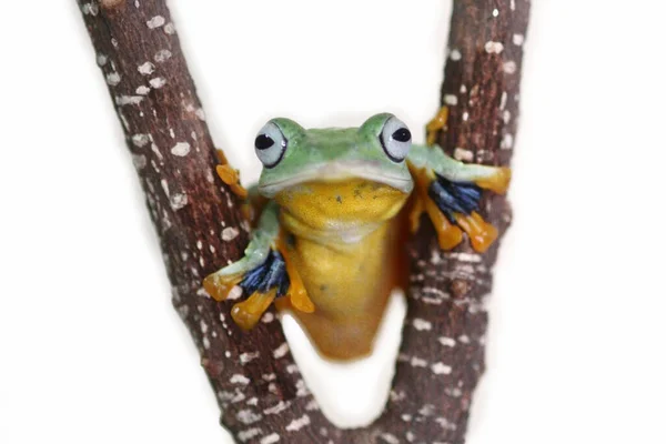 Šneci Zvířata Makro Hmyz Stromová Žába Savci Volně Žijící Zvěř — Stock fotografie