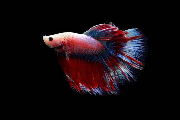 Peixe Betta Colorido Peixe Siamês Movimento Isolado Sobre Fundo Preto — Fotografia de Stock