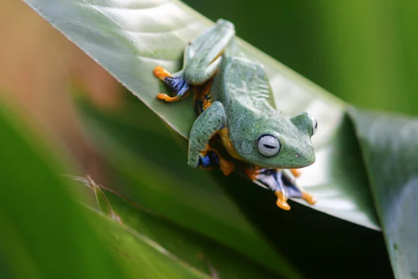 Slakken Dieren Macro Insecten Boomkikkers Zoogdieren Wilde Dieren Indonesië — Stockfoto