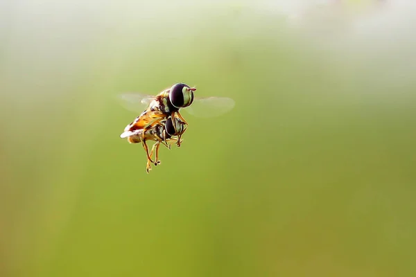 Abelha Caracóis Animal Macro Inseto Arbórea Mamíferos Vida Selvagem Indonésia — Fotografia de Stock