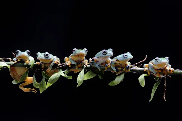 Knödelfrosch Grüner Laubfrosch Auf Einem Ast — Stockfoto