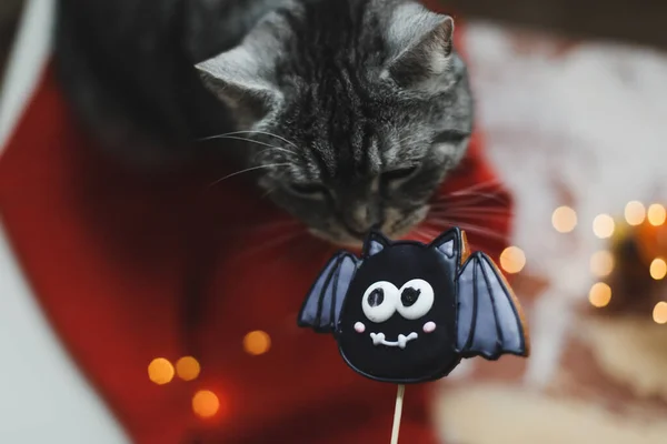 Lustige Katze und Halloween-Plätzchen. Halloween-Fledermaus. Süßes oder Saures. — Stockfoto