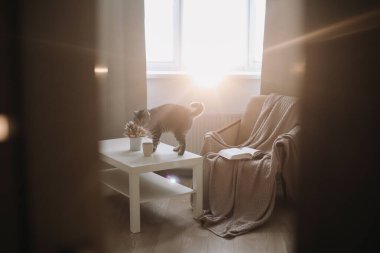 Evde arka planda tuhaf bir kedi var. Samimi Flatlay. İskandinav tarzı, kızlık zarı konsepti. İskoç heteroseksüel kedi içerde