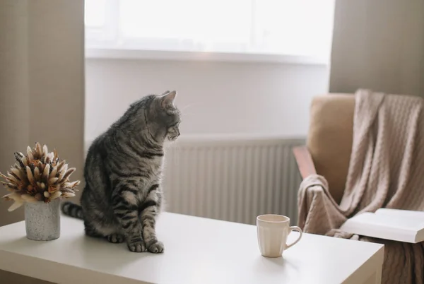 Vtipná kočka na pozadí Hygge doma. Útulný Flatlay. Skandinávský styl, hygge koncept. Skotská heterosexuální kočka uvnitř — Stock fotografie