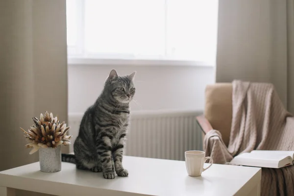 Gato engraçado no fundo hygge em casa. Cozy Flatlay. Estilo escandinavo, conceito de hygge. Escocês gato reto dentro de casa — Fotografia de Stock