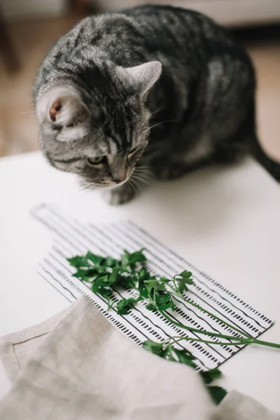 Vicces macska kaját keres otthon a konyhaasztalon. Kis cica és zöldség. Skót egyenes macska otthon. — Stock Fotó