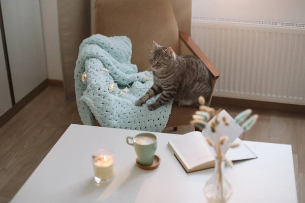 Engraçado bonito escocês em linha reta cinza tabby gato em casa — Fotografia de Stock