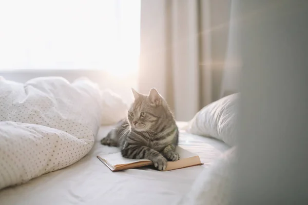 Sød skotsk lige grå tabby kat liggende på sengen og sove i blødt morgenlys. - Stock-foto