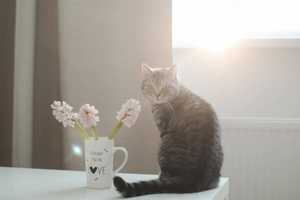 Leuke kat en vaas met bloemen op tafel. Mooi kitten poseren met bloemen in een gezellig interieur. — Stockfoto