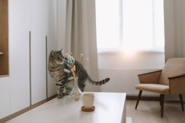 Şirin bir kedi ve vazo. Evin içinde, masanın üzerinde çiçekler var..