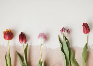 Açık arkaplanda renkli taze laleler