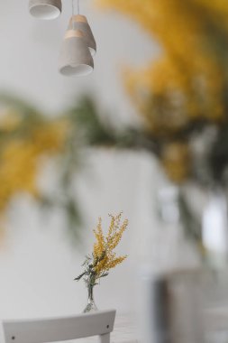 Mutfak masasında bahar çiçeği mimozası.