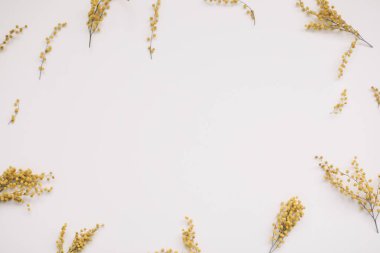 Çiçek kompozisyonu. Beyaz arkaplanda sarı mimoza çiçekleri