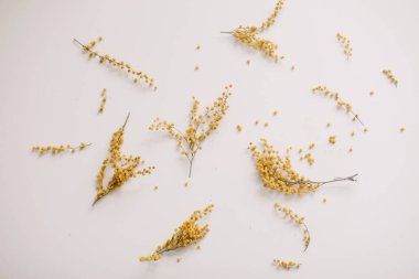 Çiçek kompozisyonu. Beyaz arkaplanda sarı mimoza çiçekleri