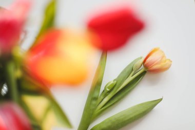 Açık arkaplanda renkli taze laleler. 