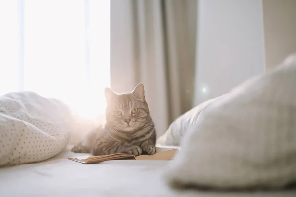 Divertido gato durmiendo en la manta en cama —  Fotos de Stock