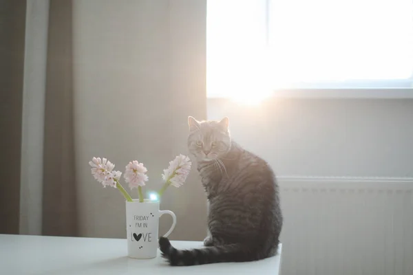 Leuke kat en vaas met bloemen op tafel. Mooi kitten poseren met bloemen in een gezellig interieur — Stockfoto