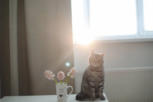 Kucing lucu dan vas bunga di atas meja. Kucing cantik berpose dengan bunga di interior rumah yang nyaman — Stok Foto