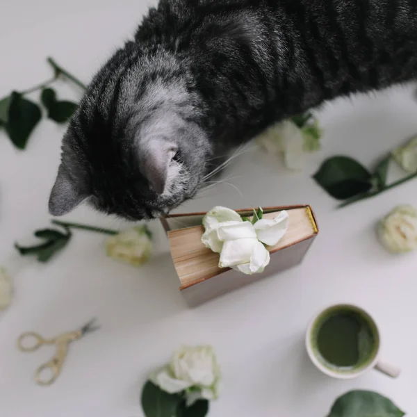 Aranyos cica, egy könyv, egy csésze tea és rózsák az asztalon. Vicces macska szaga virágok otthon — Stock Fotó