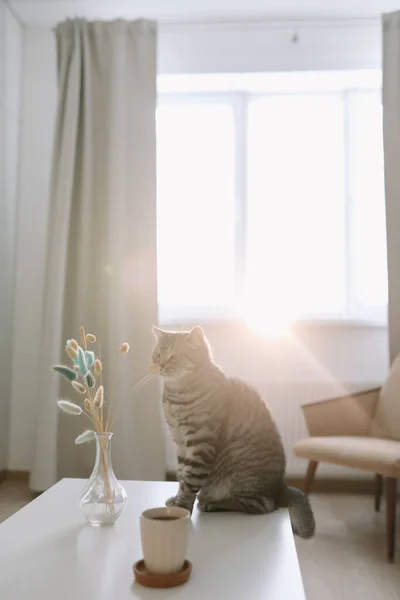 Drôle chat tabby et vase avec des fleurs dans un intérieur confortable à la maison. — Photo