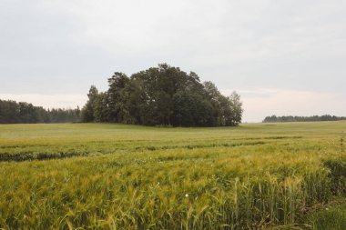 Kırsalda yeşil tarlaların büyüdüğü yaz manzarası
