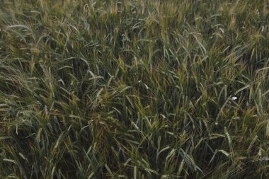 tarlada yetişen yeşil buğday mahsulü dokusu